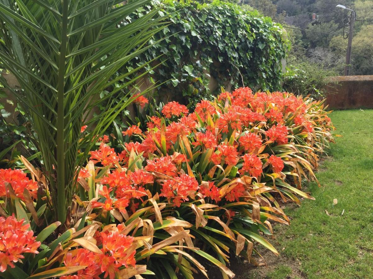 Luxurious Royal Estate In Historic Sintra Paradise מראה חיצוני תמונה